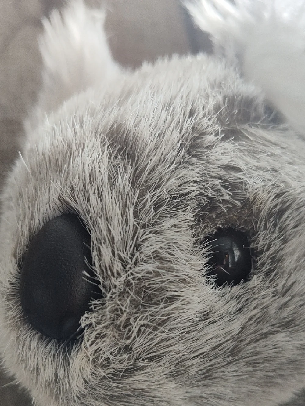 Ty Company Beaut, The Gray and White Plush Beanie Koala Stuffed Animal